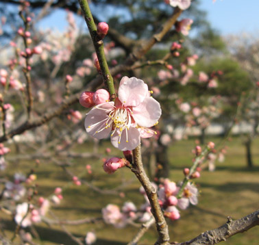 plum_bloom_orchard.jpg