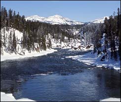 peaceful yellowstone